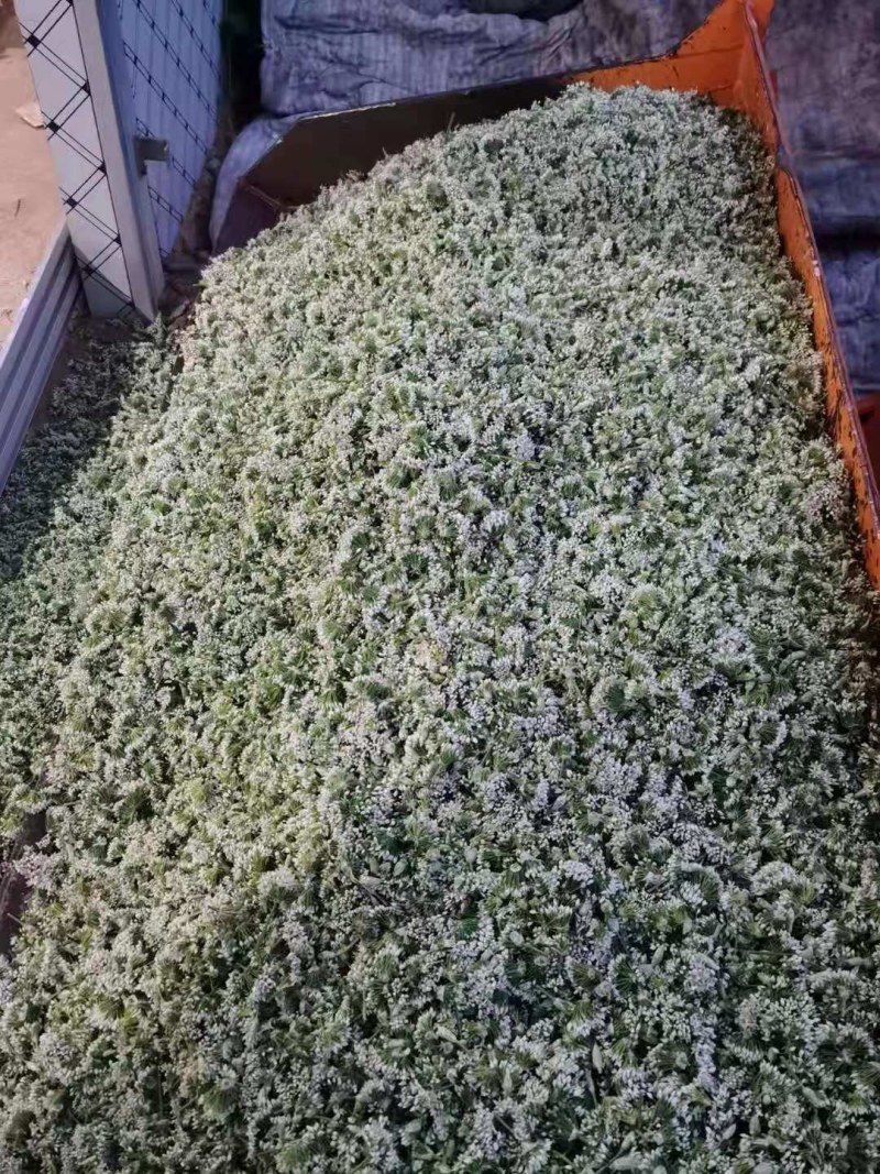 韭花