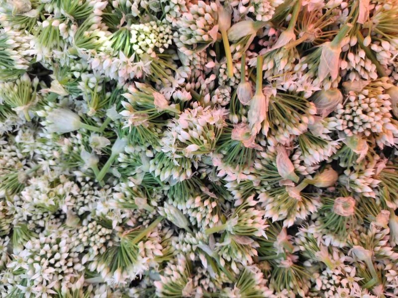 韭花