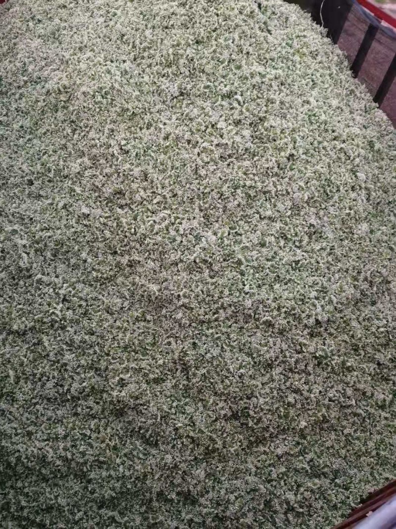 韭花