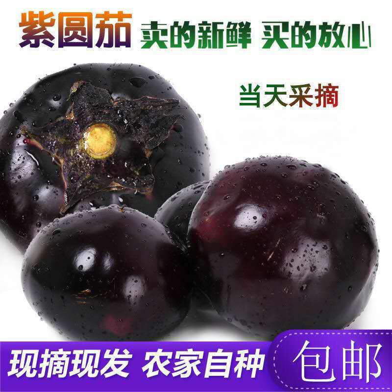 【茄子】河北紫光圆茄净重4两以上产地直销量大从优