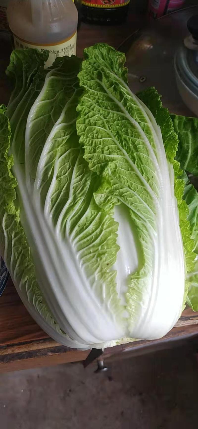 【牛商热销】河北白菜一手货源产地直销诚信经营一条龙服务