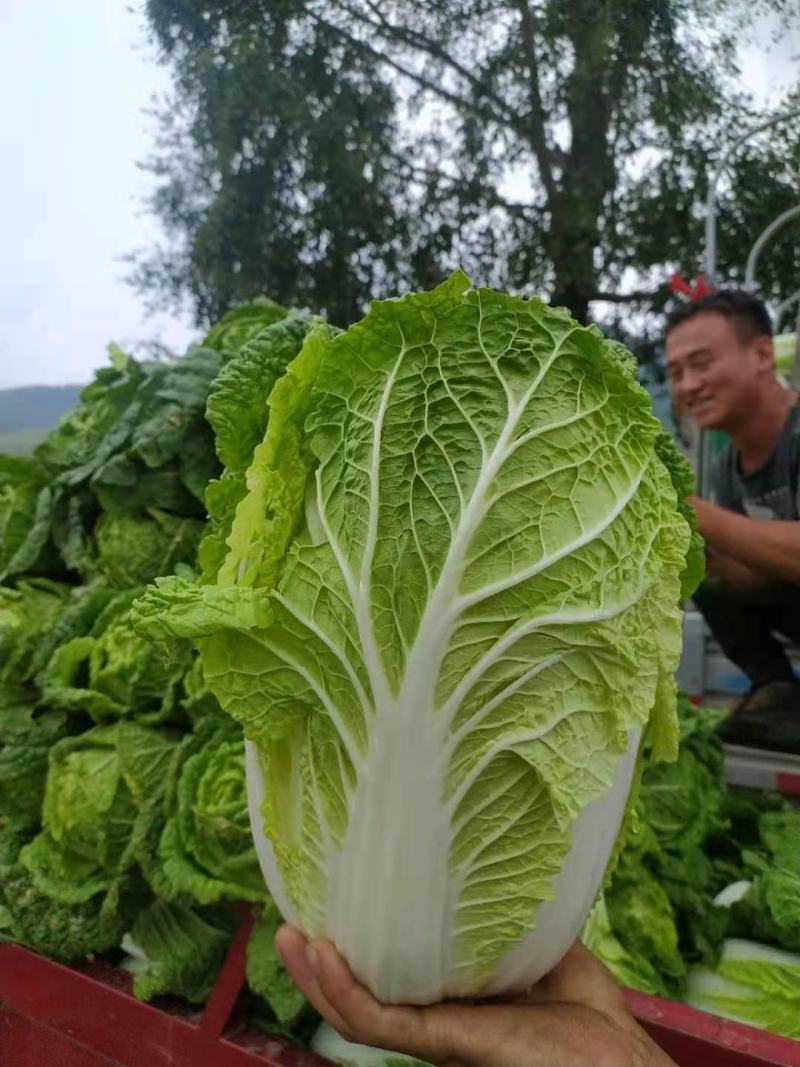 【牛商热销】河北白菜一手货源产地直销诚信经营一条龙服务