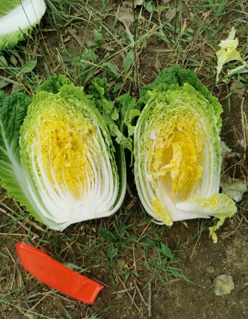 【牛商热销】河北白菜一手货源产地直销诚信经营一条龙服务