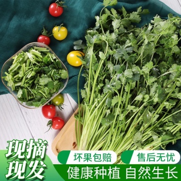 【香菜】大叶香菜根肥叶大无黄叶保质保量代发全国