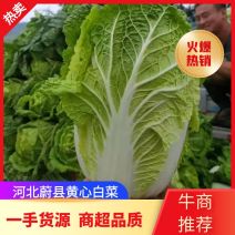 【热销】河北黄心白菜一手货源产地直销诚信经营一条龙服务