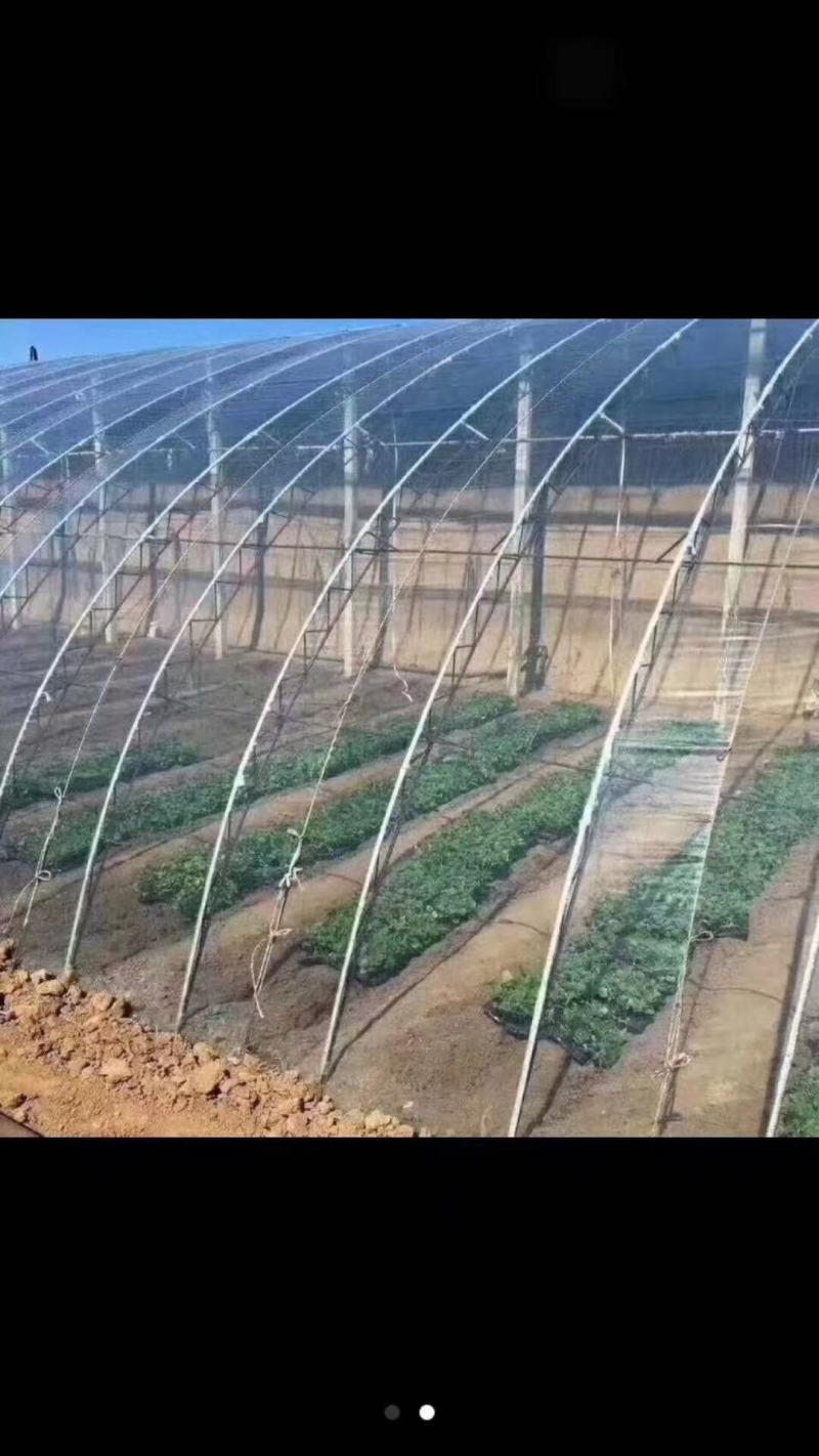 5十1精品po水晶膜，厂家生产，