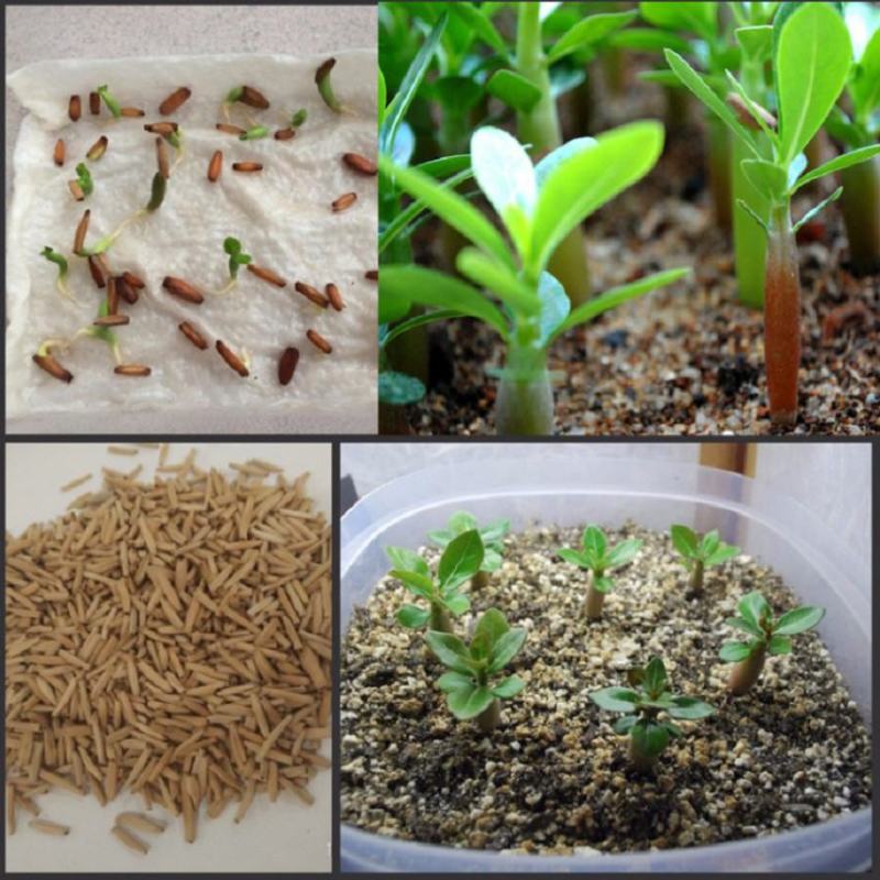 沙漠玫瑰种子四季易种活室内阳台庭院盆栽植物种子名贵品种