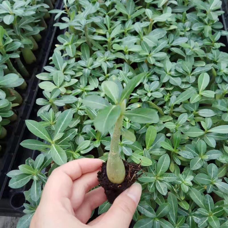 沙漠玫瑰种子四季易种活室内阳台庭院盆栽植物种子名贵品种