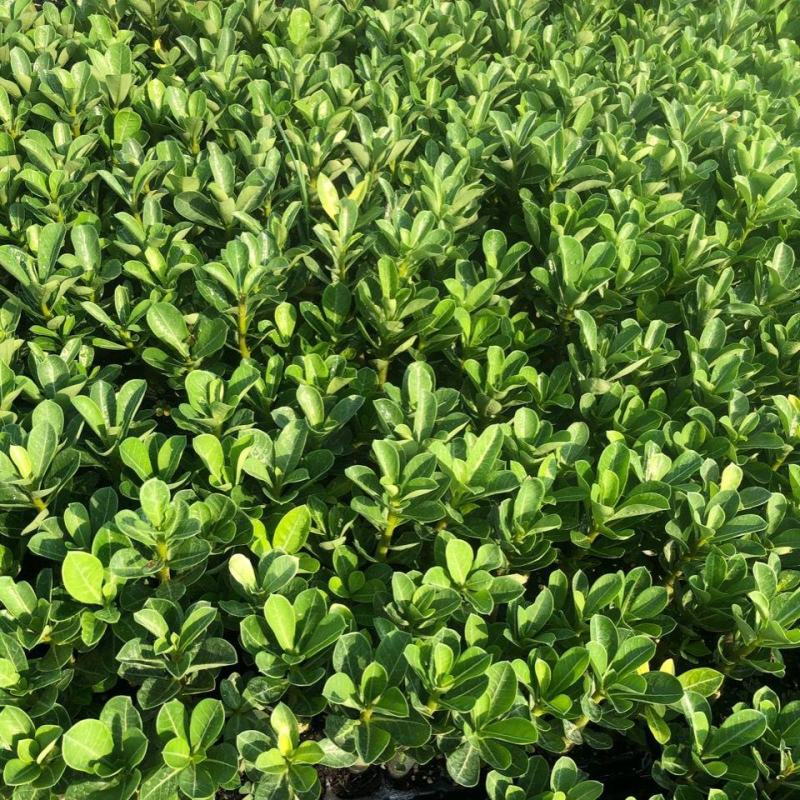 沙漠玫瑰种子四季易种活室内阳台庭院盆栽植物种子名贵品种