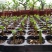 沙漠玫瑰种子四季易种活室内阳台庭院盆栽植物种子名贵品种