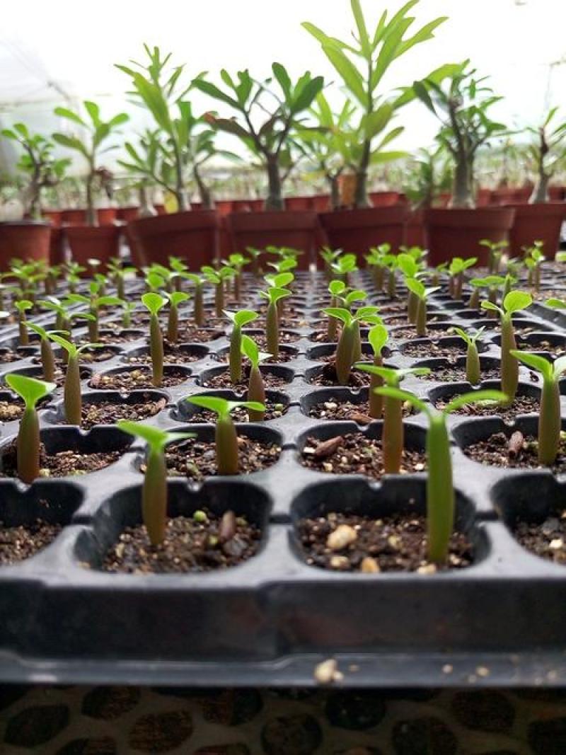 沙漠玫瑰种子四季易种活室内阳台庭院盆栽植物种子名贵品种