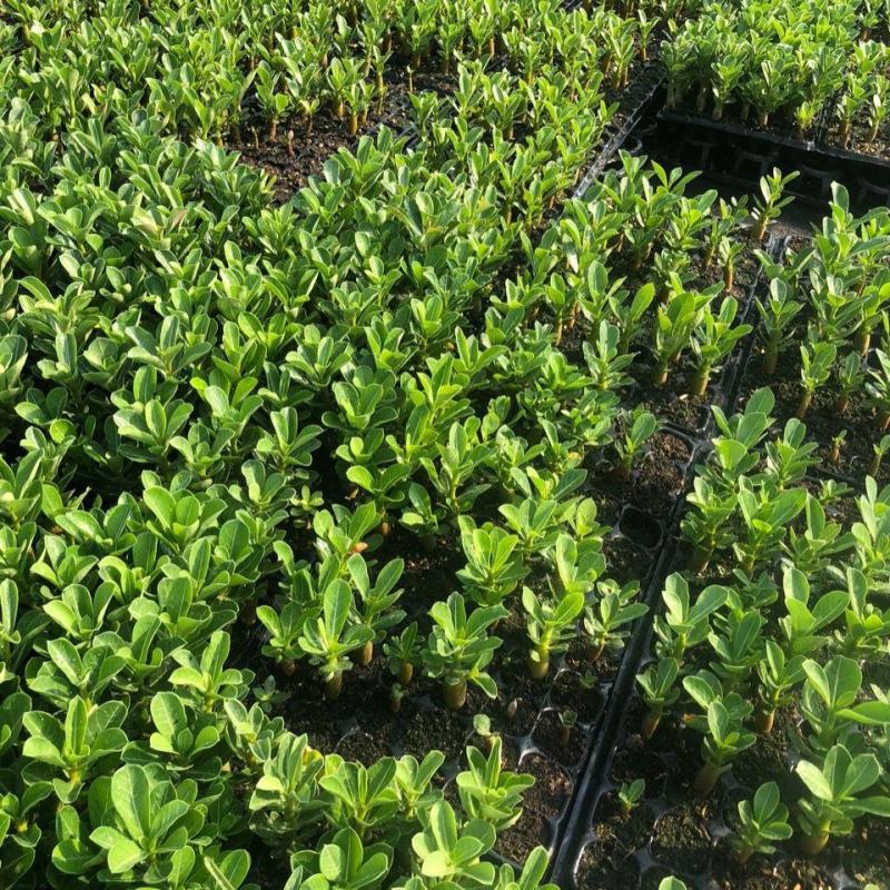 沙漠玫瑰种子四季易种活室内阳台庭院盆栽植物种子名贵品种