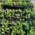 沙漠玫瑰种子四季易种活室内阳台庭院盆栽植物种子名贵品种