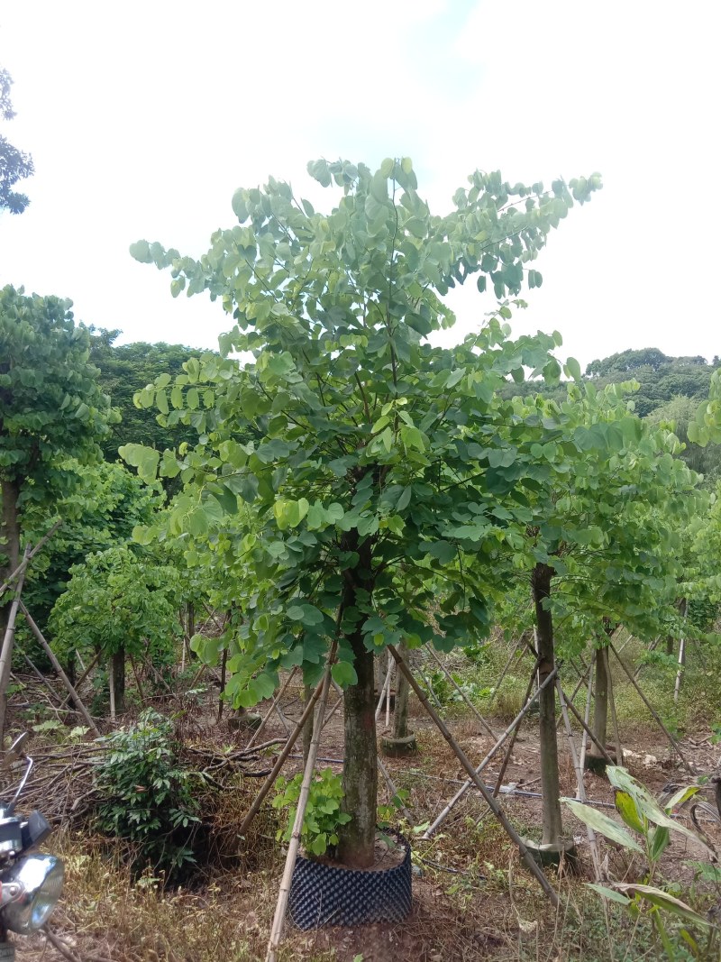 红花紫荆