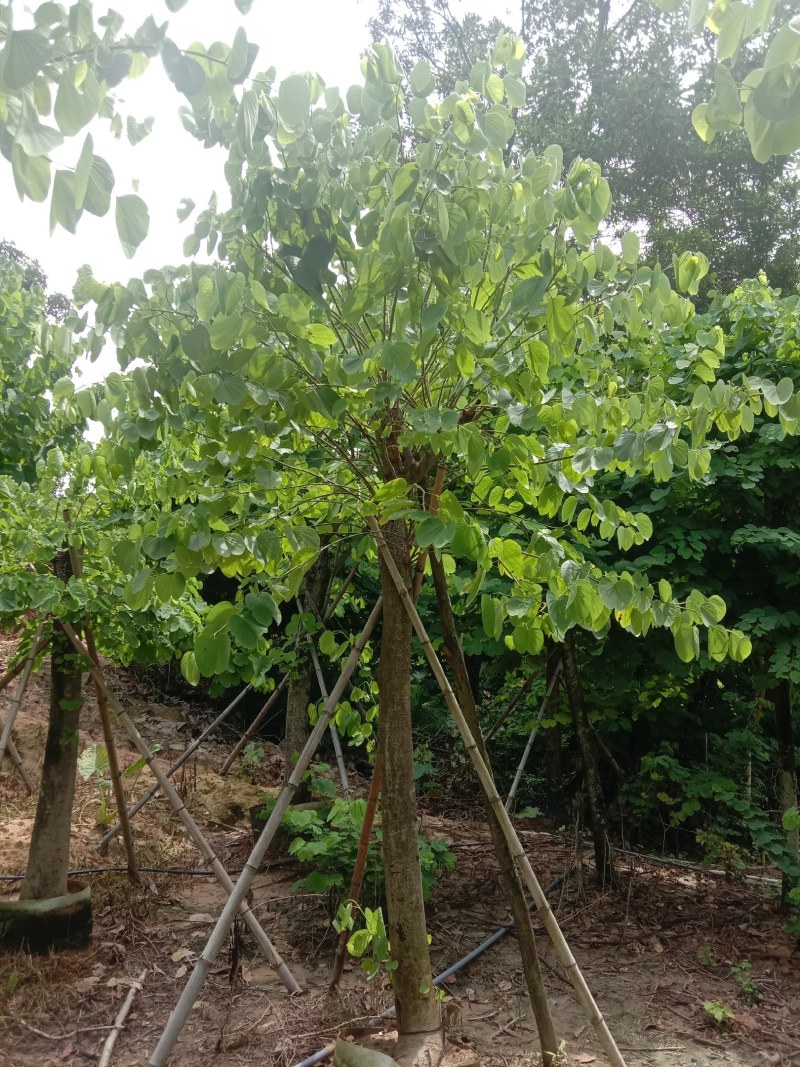 红花紫荆
