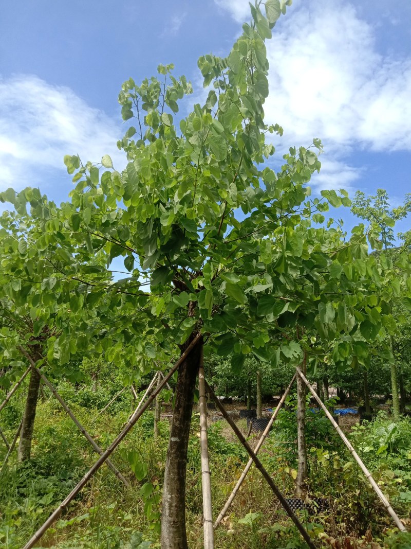 红花紫荆