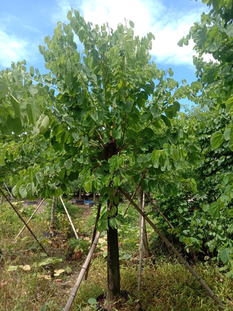 红花紫荆