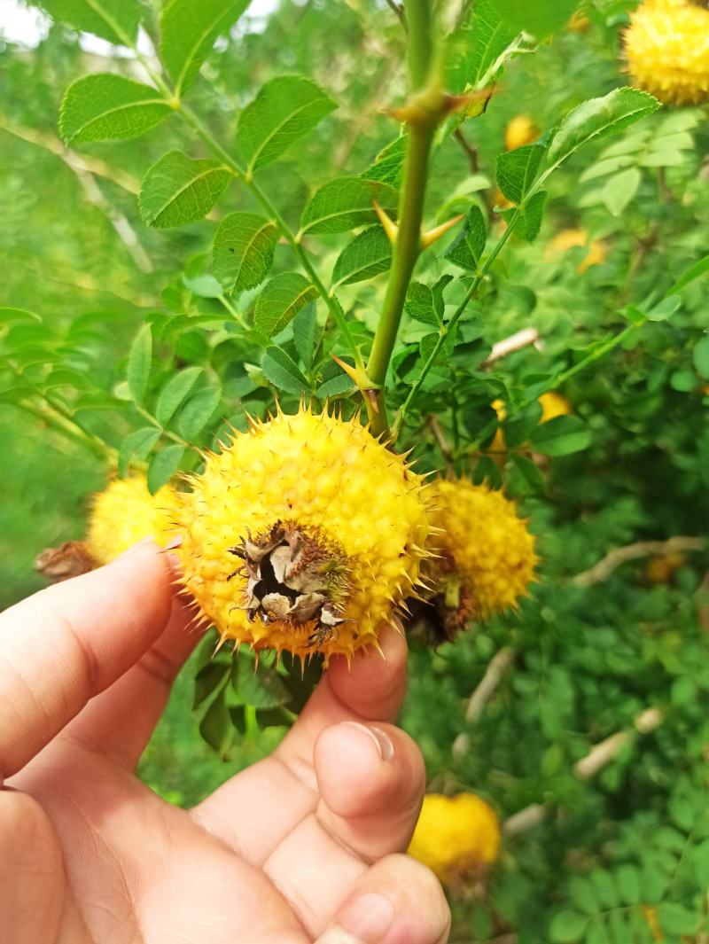刺梨贵州特产