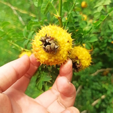 刺梨贵州特产