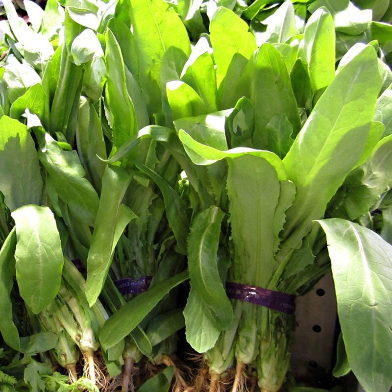 【油麦菜】河北油麦菜大量供应现摘现发可视频看货