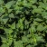 藿香种子解暑霍香正气香草种籽食用藿香苗盆栽阳台蔬菜