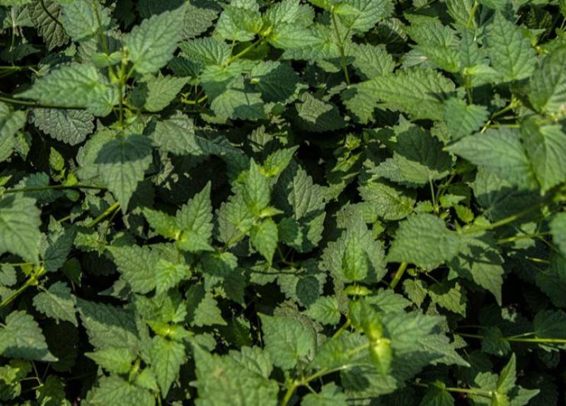 藿香种子解暑霍香正气香草种籽食用藿香苗盆栽阳台蔬菜