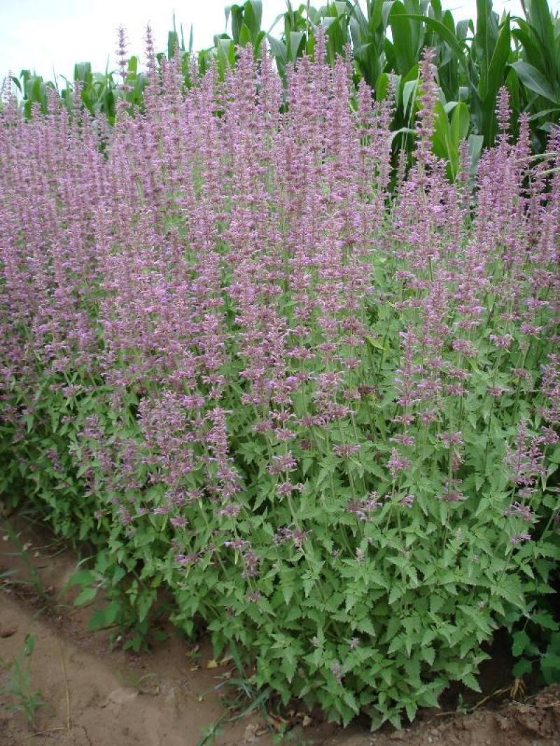 藿香种子解暑霍香正气香草种籽食用藿香苗盆栽阳台蔬菜