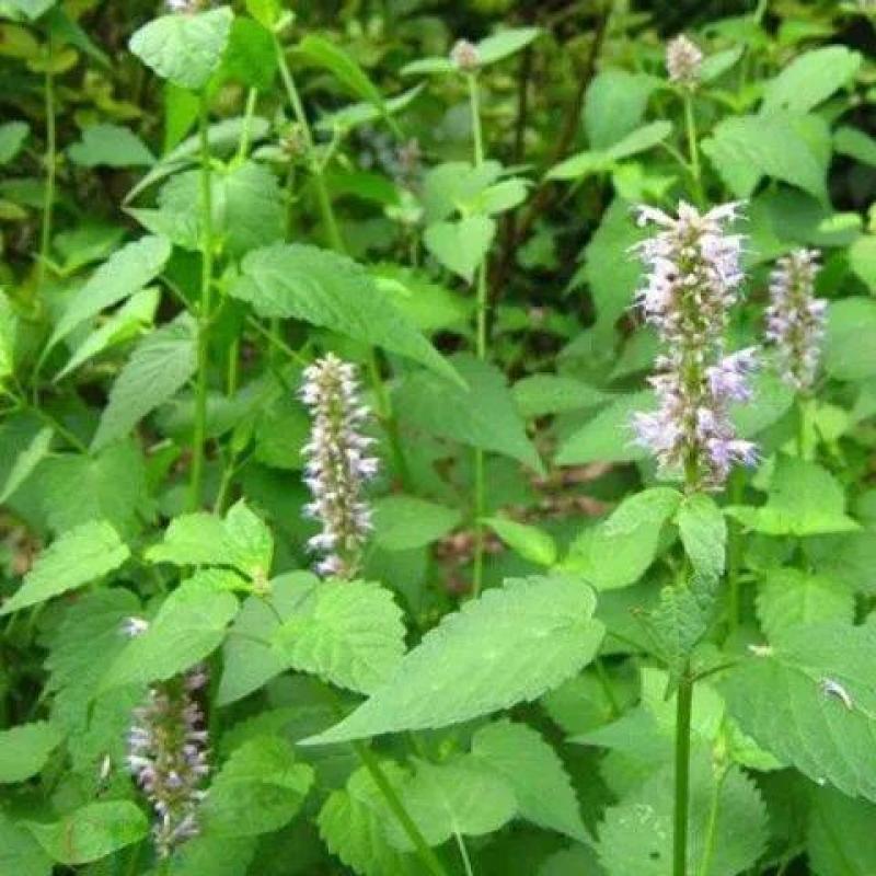 藿香种子解暑霍香正气香草种籽食用藿香苗盆栽阳台蔬菜