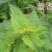 藿香种子解暑霍香正气香草种籽食用藿香苗盆栽阳台蔬菜