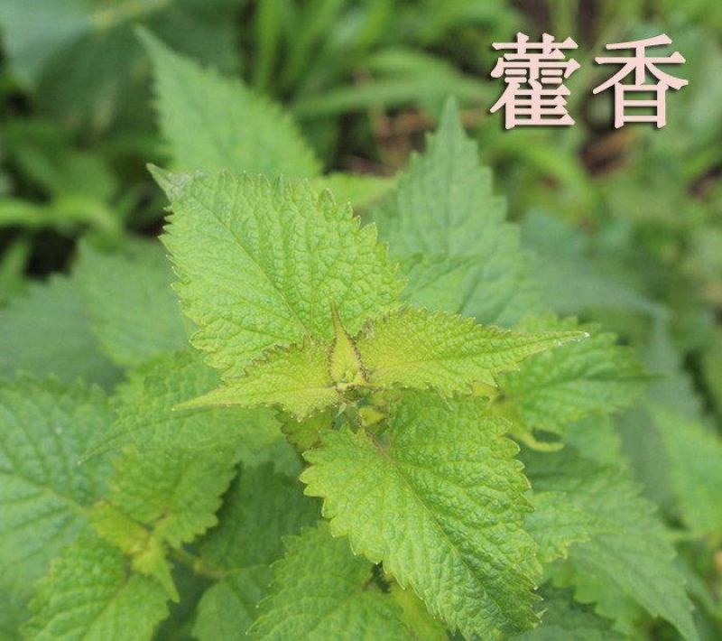 藿香种子解暑霍香正气香草种籽食用藿香苗盆栽阳台蔬菜