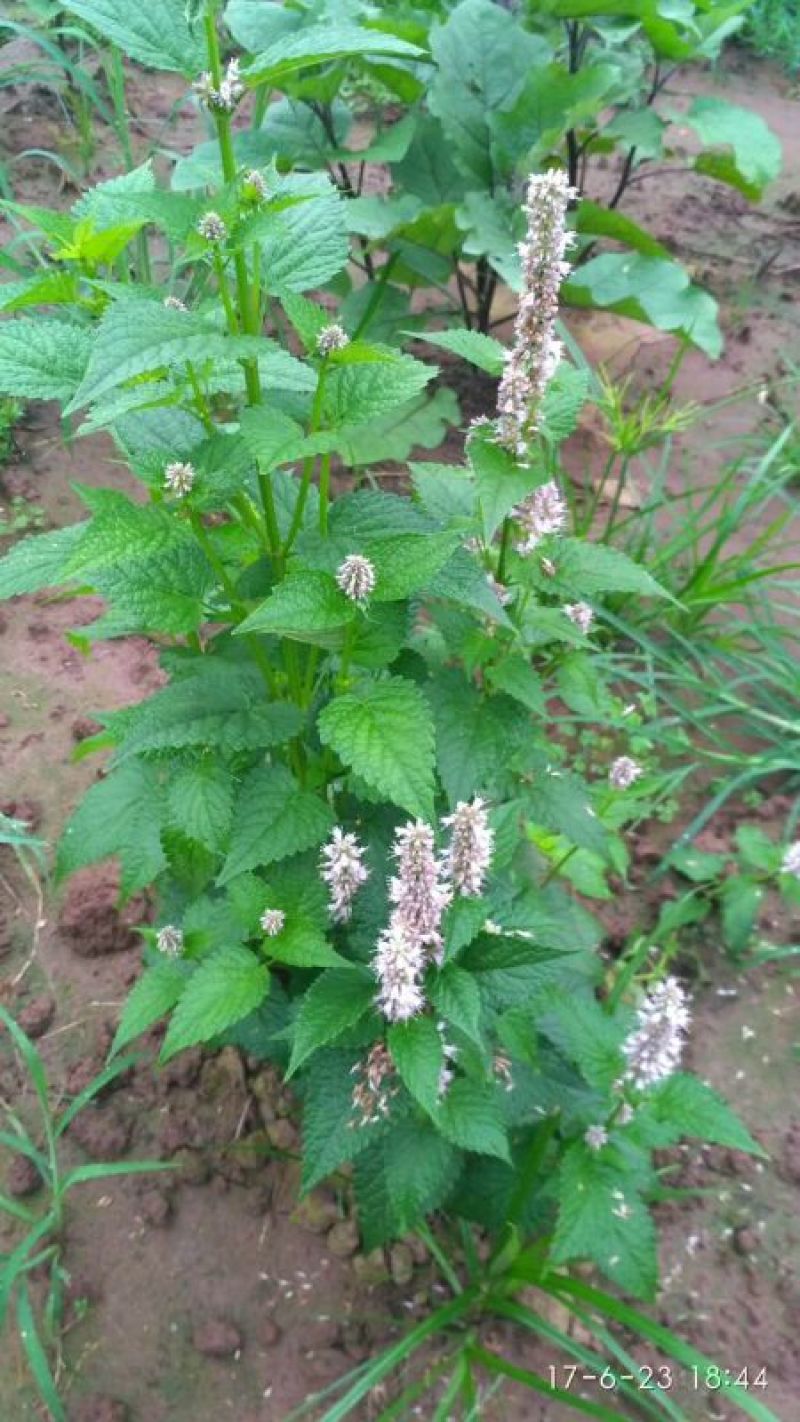 藿香种子解暑霍香正气香草种籽食用藿香苗盆栽阳台蔬菜