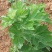 艾草种子种植食用艾草种籽药用野生艾草种籽大叶艾蒿青蒿