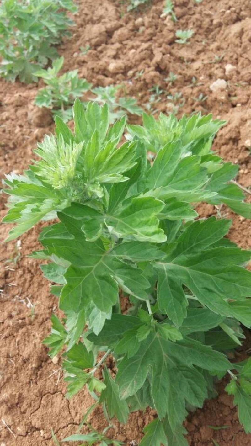 艾草种子种植食用艾草种籽药用野生艾草种籽大叶艾蒿青蒿