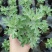 艾草种子种植食用艾草种籽药用野生艾草种籽大叶艾蒿青蒿