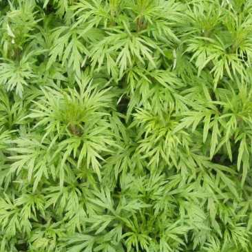 艾草种子种植食用艾草种籽药用野生艾草种籽大叶艾蒿青蒿