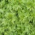 艾草种子种植食用艾草种籽药用野生艾草种籽大叶艾蒿青蒿