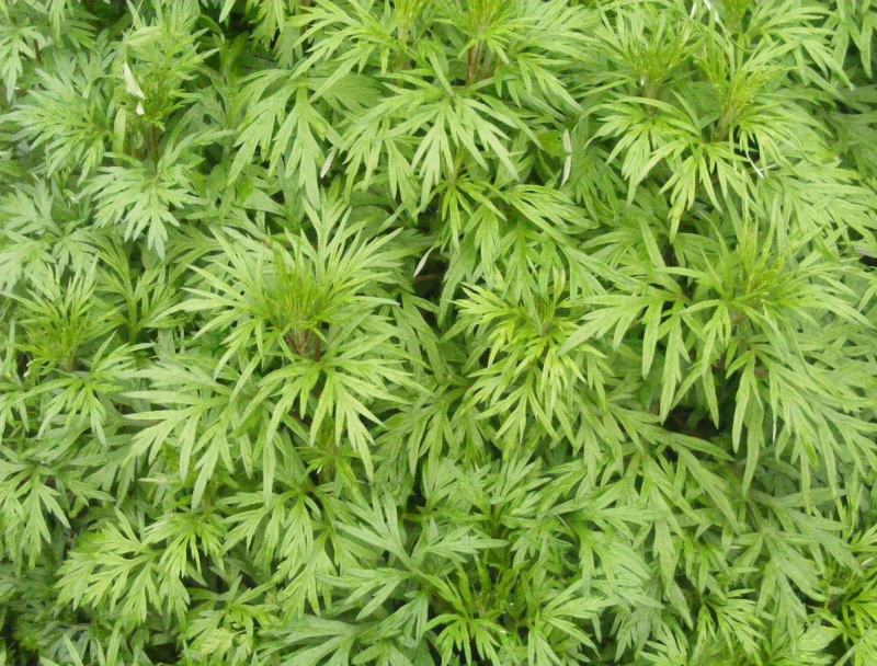 艾草种子种植食用艾草种籽药用野生艾草种籽大叶艾蒿青蒿