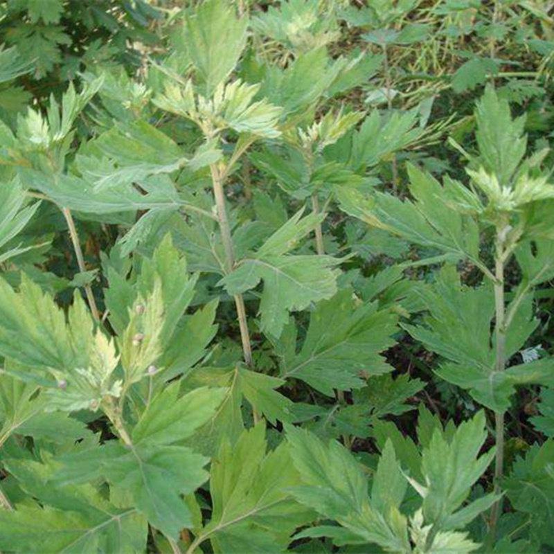 艾草种子种植食用艾草种籽药用野生艾草种籽大叶艾蒿青蒿