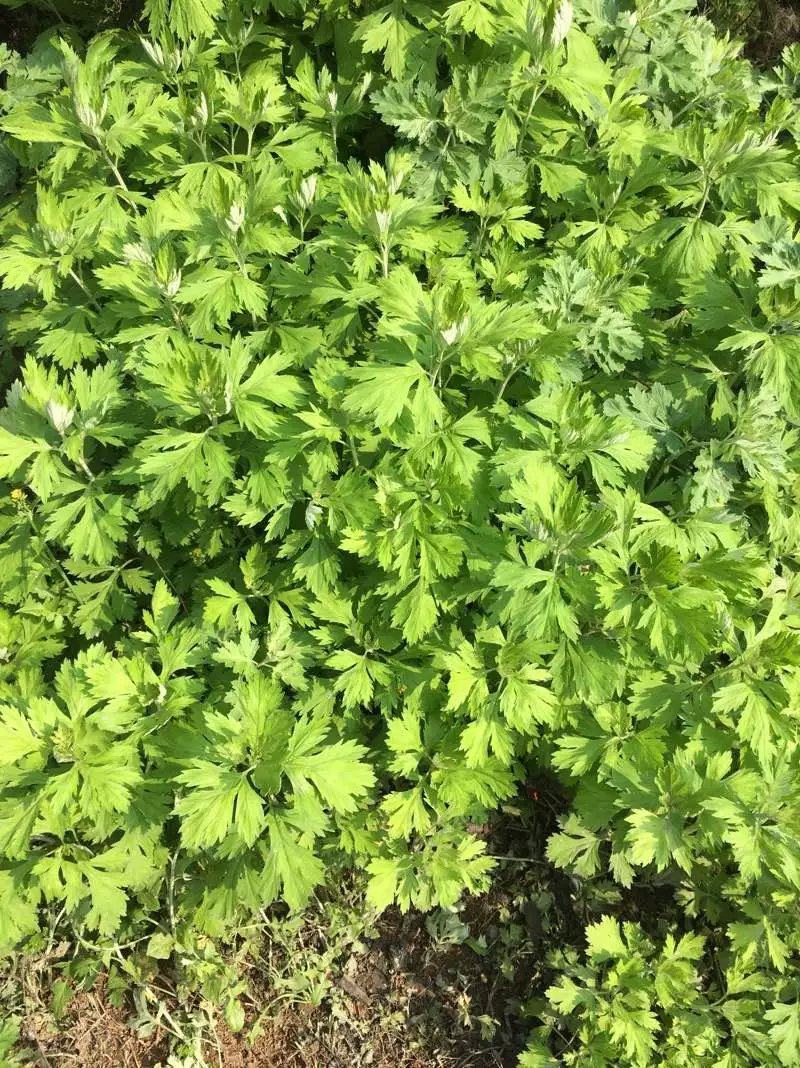 艾草种子种植食用艾草种籽药用野生艾草种籽大叶艾蒿青蒿