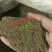 艾草种子种植食用艾草种籽药用野生艾草种籽大叶艾蒿青蒿
