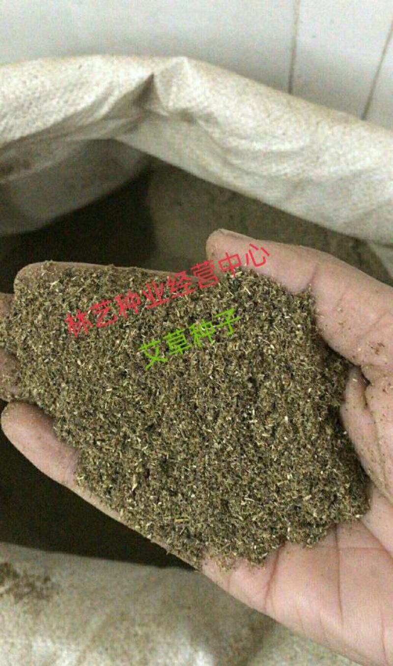 艾草种子种植食用艾草种籽药用野生艾草种籽大叶艾蒿青蒿