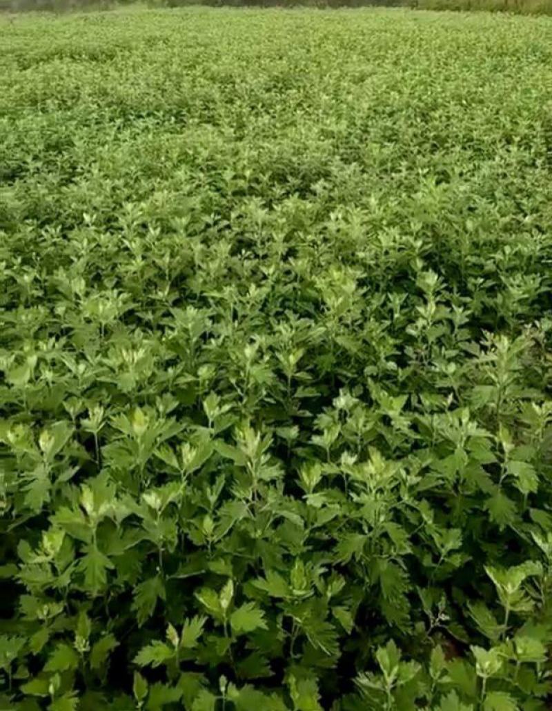 艾草种子种植食用艾草种籽药用野生艾草种籽大叶艾蒿青蒿