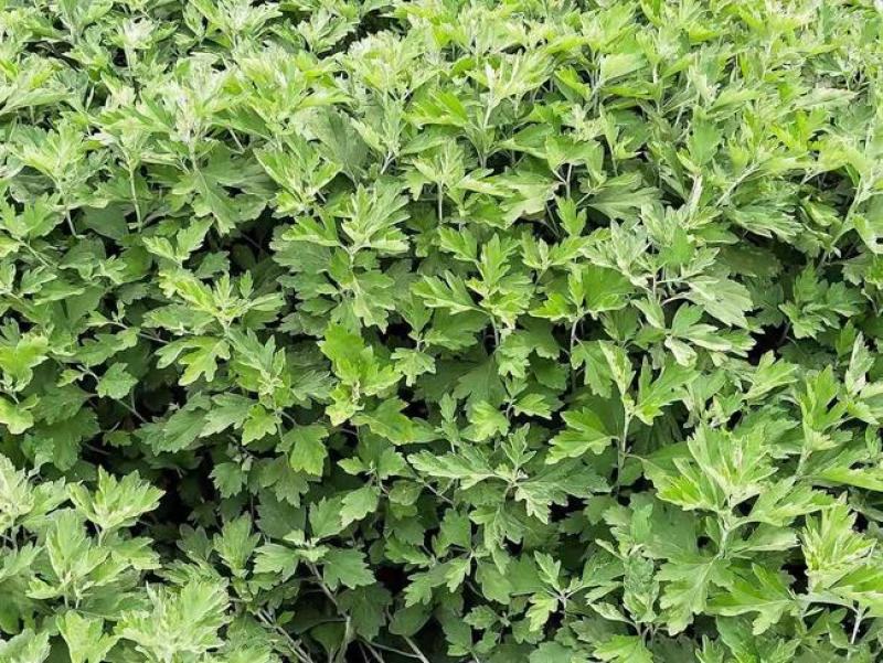 艾草种子种植食用艾草种籽药用野生艾草种籽大叶艾蒿青蒿