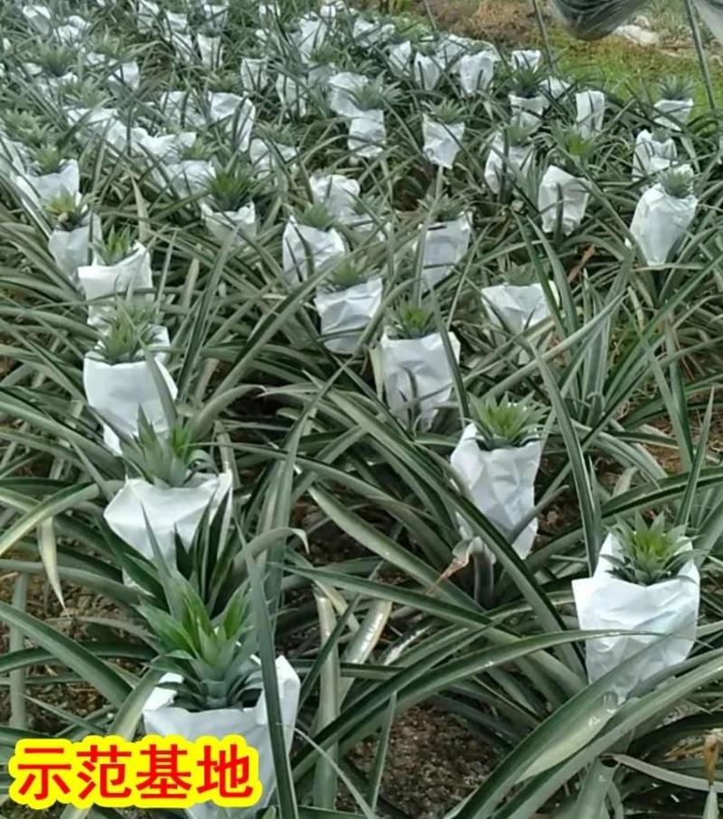 凤梨菠萝苗金钻16号17号18号台湾四季菠萝苗当年结果