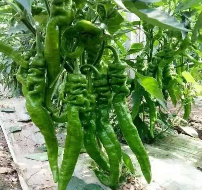 【螺丝椒】河南鲜辣椒夏邑螺丝椒批发商超直供一条龙服务