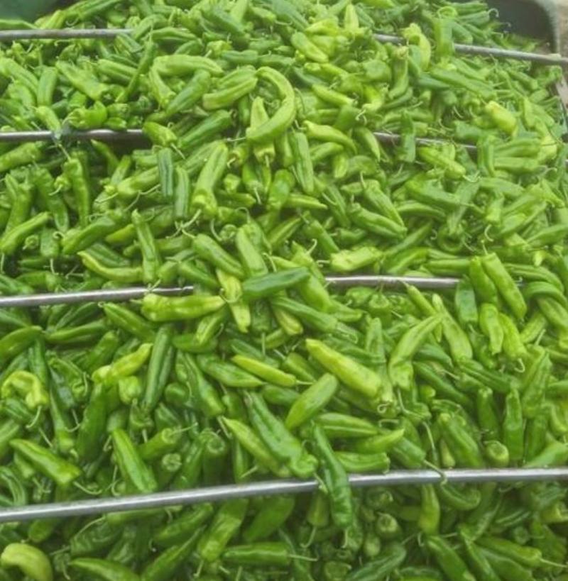 河南鲜辣椒牛角椒15-20cm产地现货供应中