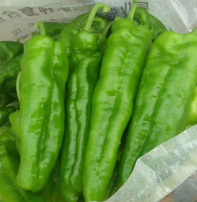 河南鲜辣椒牛角椒15-20cm产地现货供应中