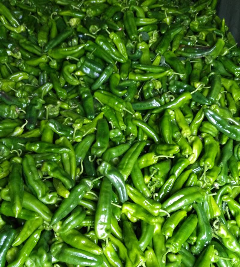 河南鲜辣椒牛角椒15-20cm产地现货供应中