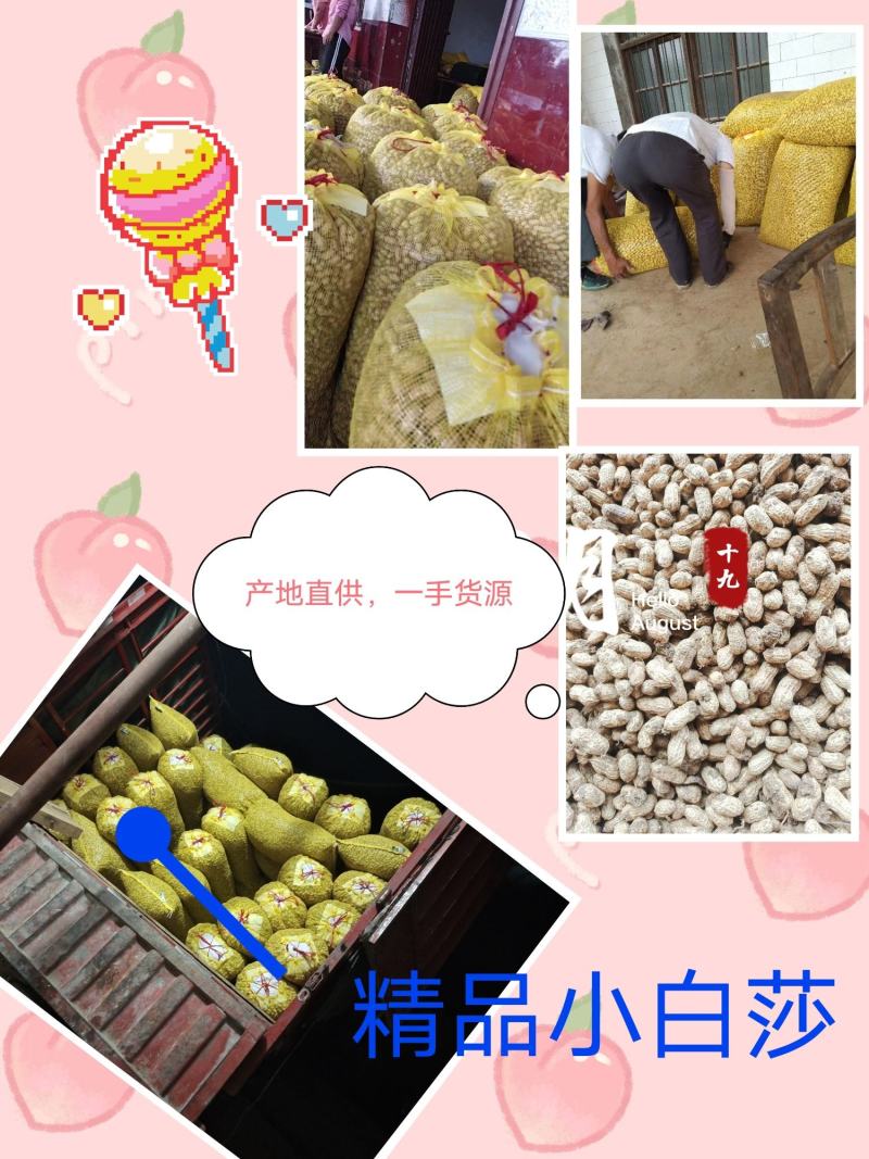 湖北精品优质新鲜小白莎花生基地直供全国发货