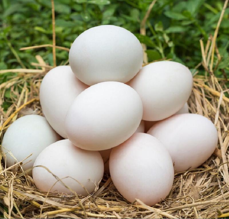 鸡种蛋鸭种蛋鹅种蛋种蛋受精蛋狮头鹅种蛋